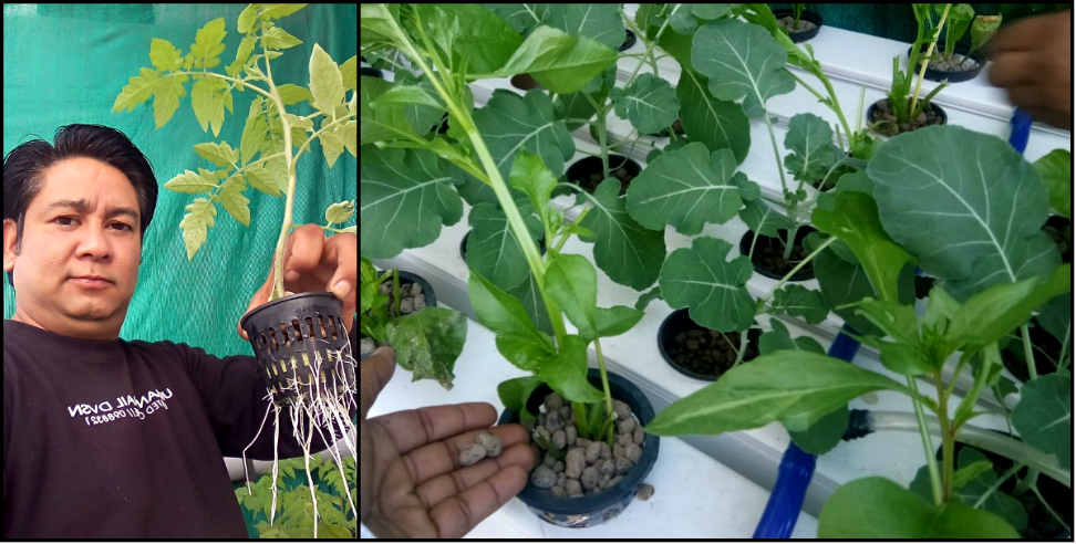 Ganesh Bisht: Ganesh Bisht uses hydroponic method to grow vegitable in Uttarakhand