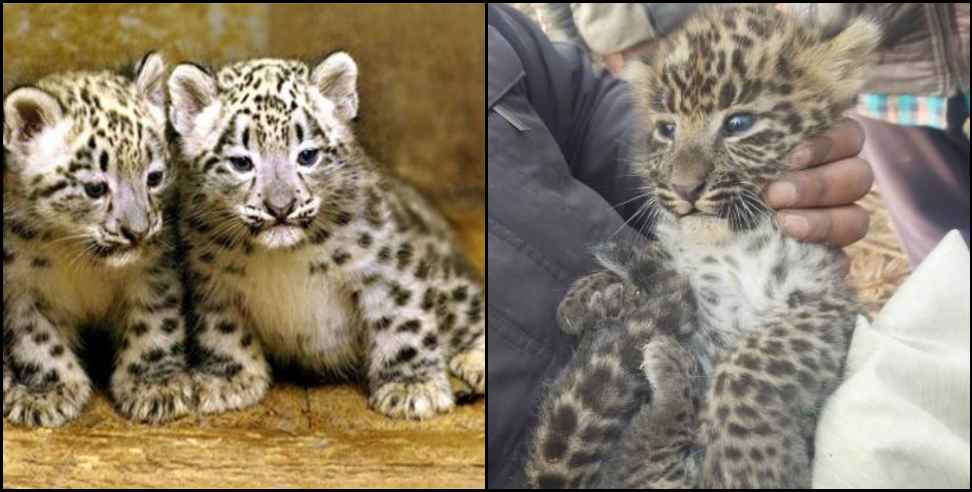 ramanag leopards cub: Leopards cub found in the field in Ramnagar