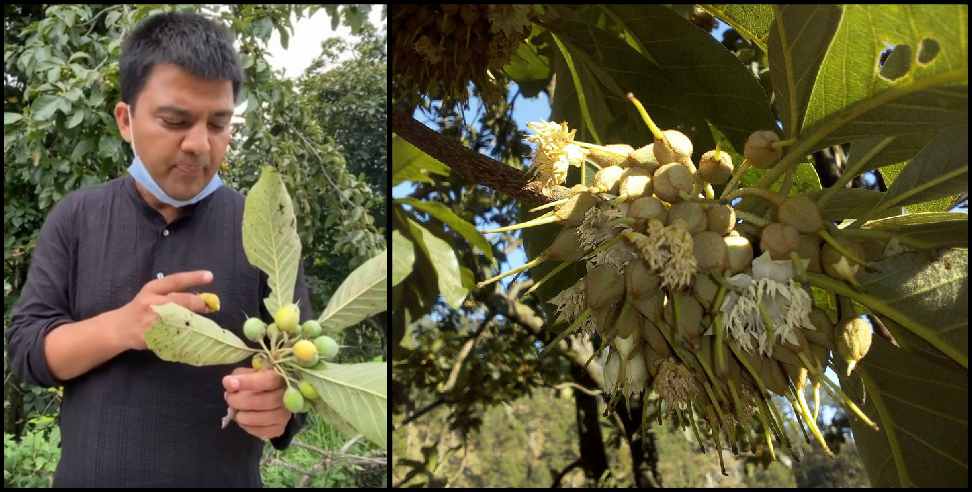 Chyoora tree uttarakhand: benefit of Chyoora tree of uttarakhand