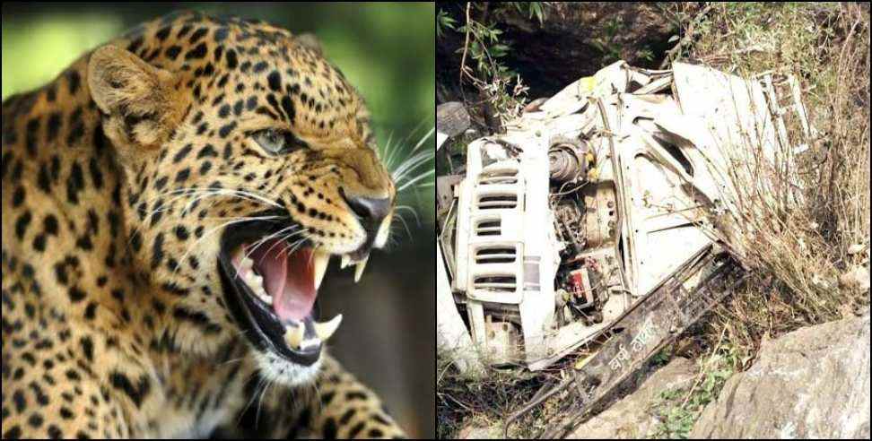 Leopard Bolero Tehri Garhwal: Leopard came in front of Bolero in Tehri Garhwal