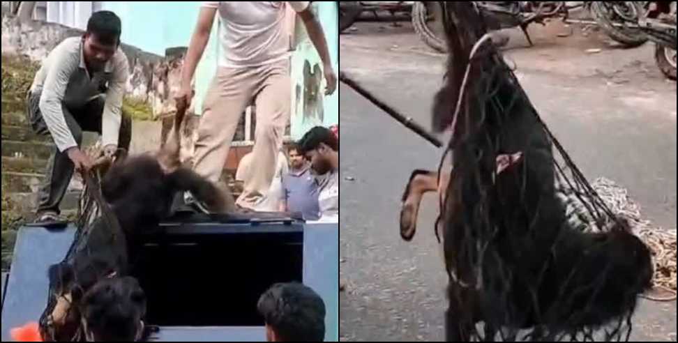 Dog Attack: Rudraprayag Dog Attack Leaves 24 People Injured