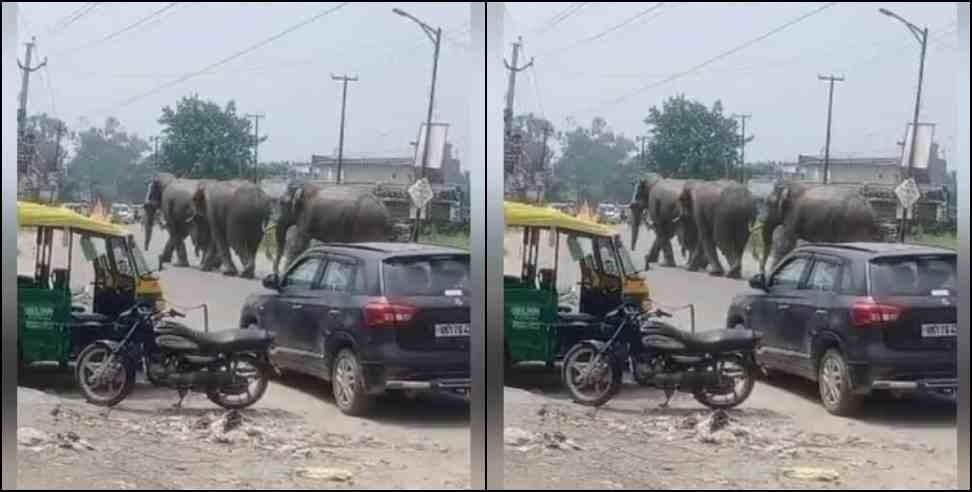 Haridwar Misarpur Road Elephant: Hathi Came In Haridwar Misarpur Road