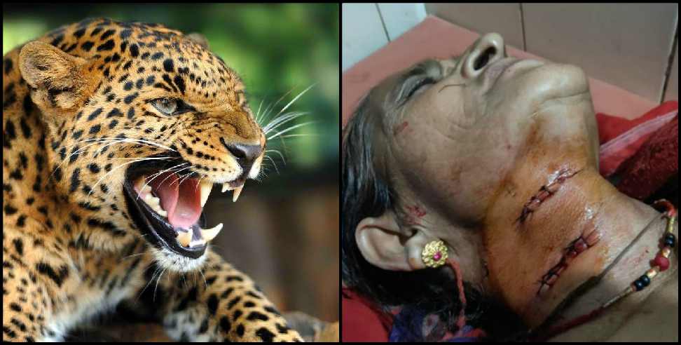 Pithoragarh news: Leopard attack on old women in pithoragarh