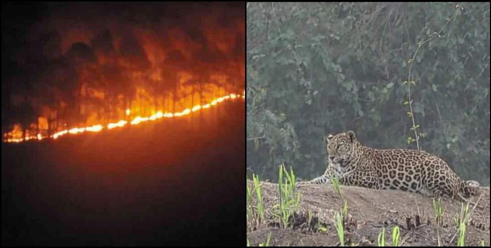 uttarkashi leopard: Leopard came to the fields in Uttarkashi