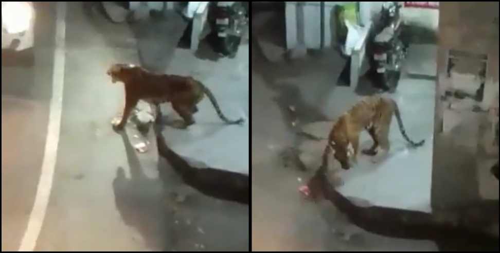 akmora marchula tigress video: Tigress shot dead in Almora Marchula market