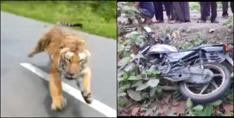 ramnagar bike tiger: Tiger attack on a bike rider in Ramnagar