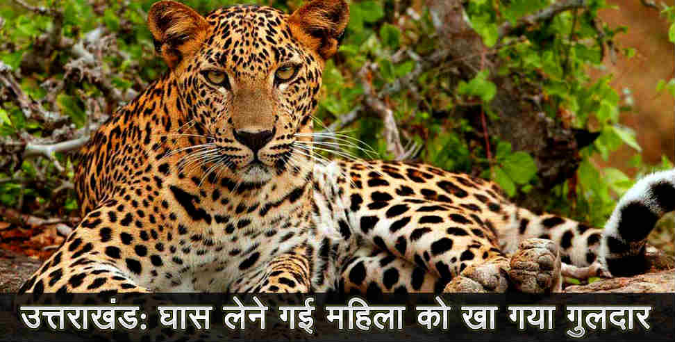 उत्तराखंड: leopard attack on women in bindukhatta uttarakhand