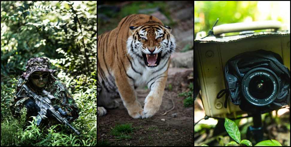 haldwani man eater tiger: 80 cameras in search of man-eating tiger in Haldwani
