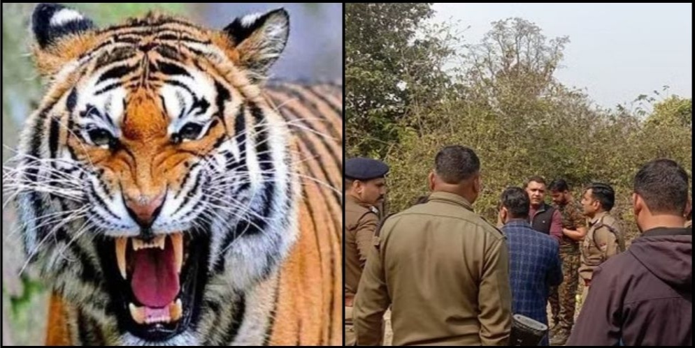 Tiger attack women Ramnagar : Villagers angry after death of woman in tiger attack