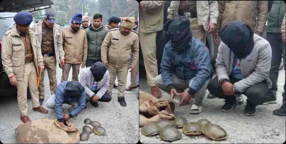 rare species 293 turtles recovered in Udham Singh Nagar