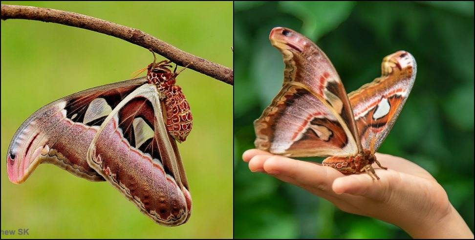 Pithoragarh Atlas Mouth: Atlas moth found in Pithoragarh