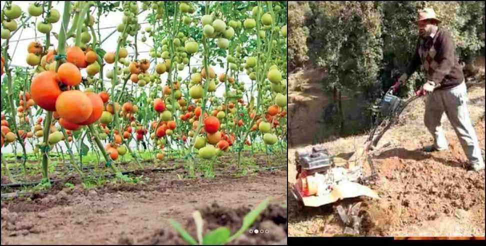 Uttarakhand Farmer Tomato Farming Lakhpati: Pithoragarh farmer Madan Singh became a millionaire by tomato farming