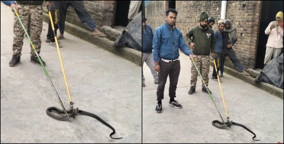 Two cobra snakes entered the rice mill