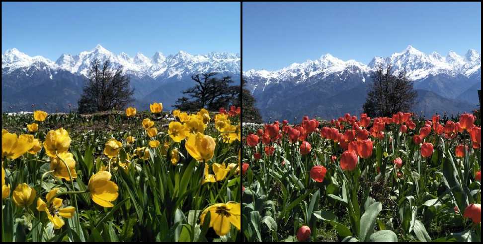Uttarakhand Tulip Garden: Tulip garden ready in uttarakhand