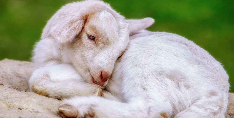 High Court allows animal killing: High Court allows animal killing in public interest