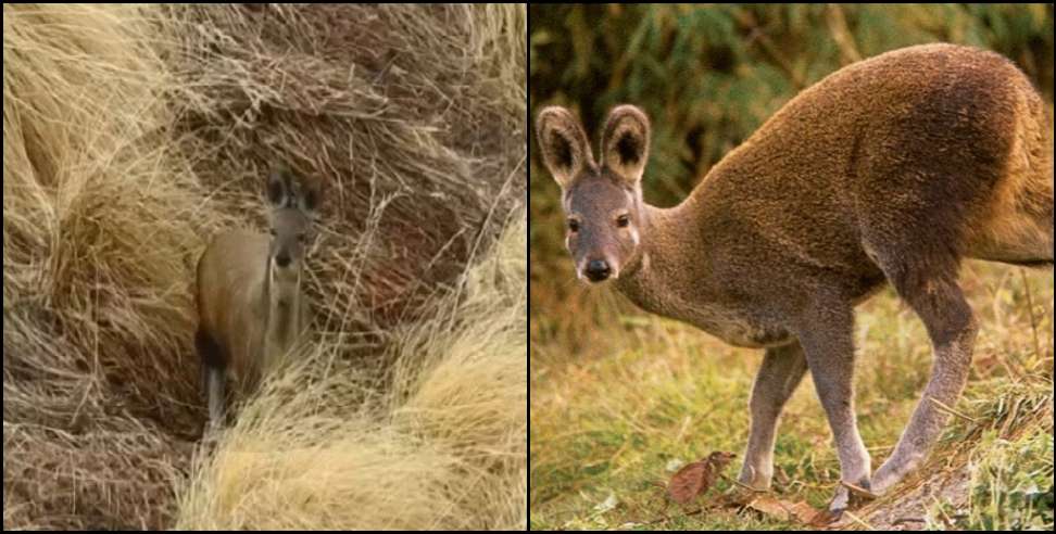 Kedarnath Wildlife Division: 6 musk deer seen in Kedarnath Wildlife Division