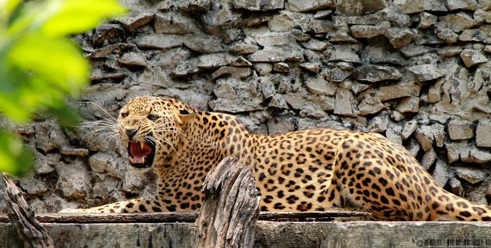 Pauri Garhwal Leopard: Leopard fear in Pauri Garhwal