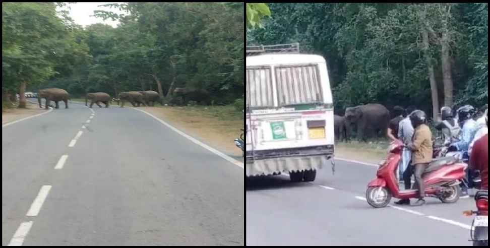 Dehradun Rishikesh Highway Elephant: elephants on the Dehradun Rishikesh Highway