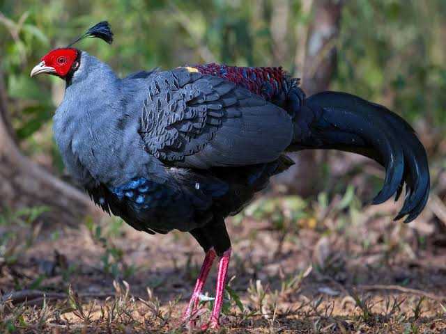 Thailand national bird Uttarakhand