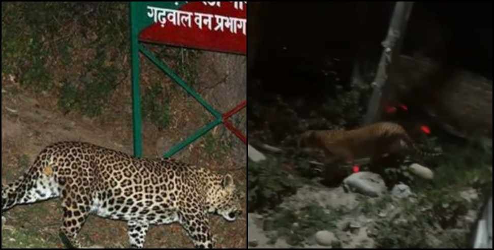 uttarkashi school leopard video: Leopard Scene In Uttarkashi Manera School