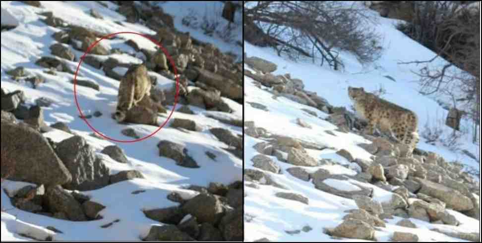 Uttarakhand Nelong Valley Snow Leopard: Snow Leopard in Uttarkashi Nelong Valley