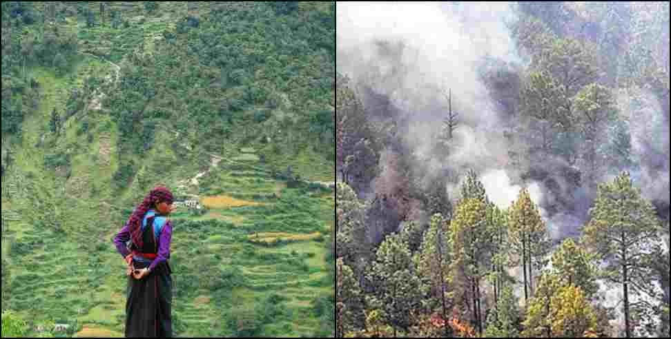 Uttrakhand Baanj tree: Baanj trees reduced from the forests of Uttarakhand