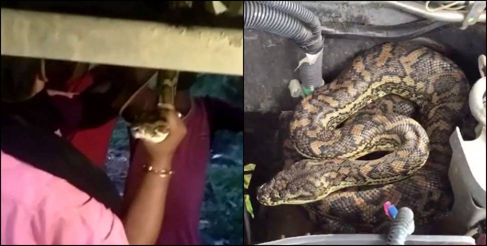 Lacchiwala python car: Python found in a car in lacchiwala