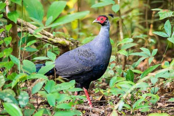 Thailand national bird Uttarakhand