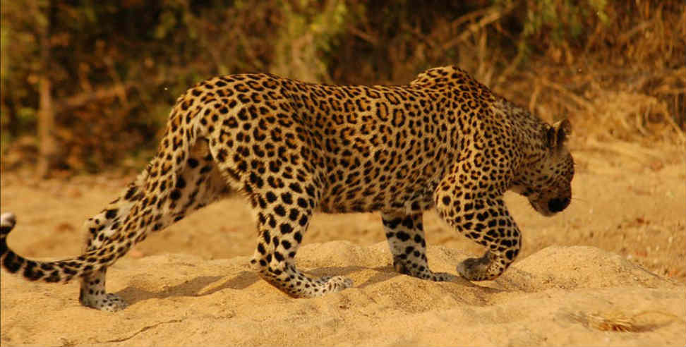 Leopard attack: Leopard eating corpses by digging a grave in haridwar