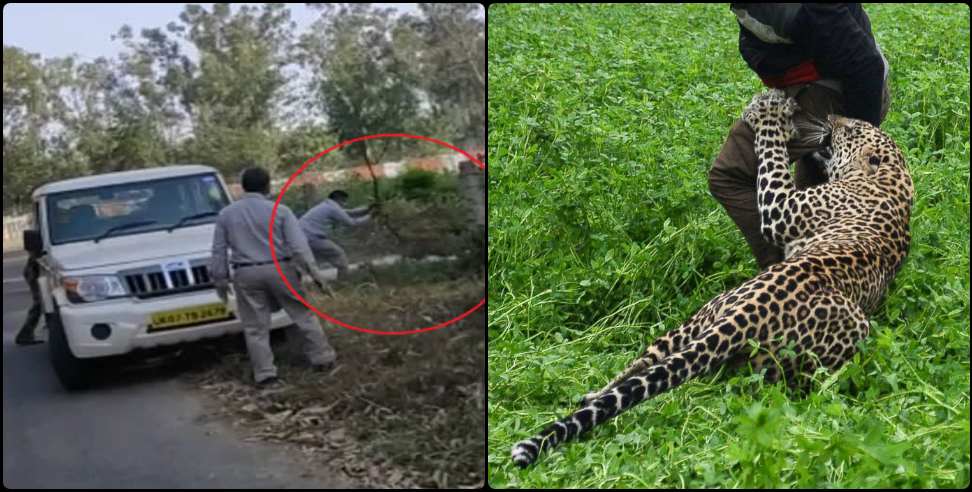 Haridwar BHEL Leopard: Leopard at Haridwar BHEL