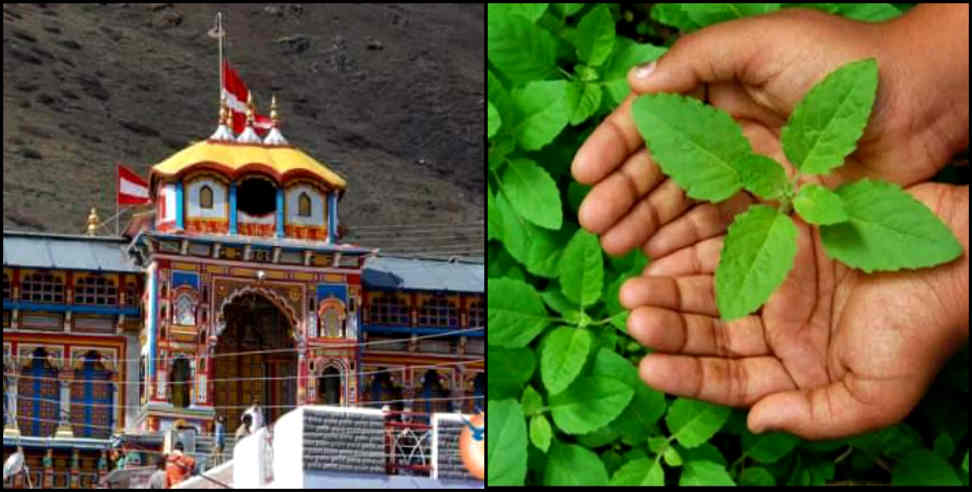 बद्रीनाथ : This miraculous plant is present in Badrinath shrine.
