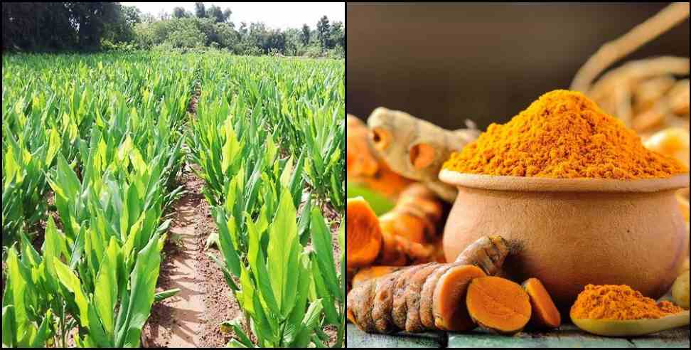 Chamoli Turmeric Curcumin: highest amount of curcumin found in turmeric of Chamoli district