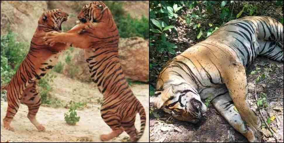 Kotdwar tiger dead body : dead body of Tiger found in Kotdwar Kalagarh range