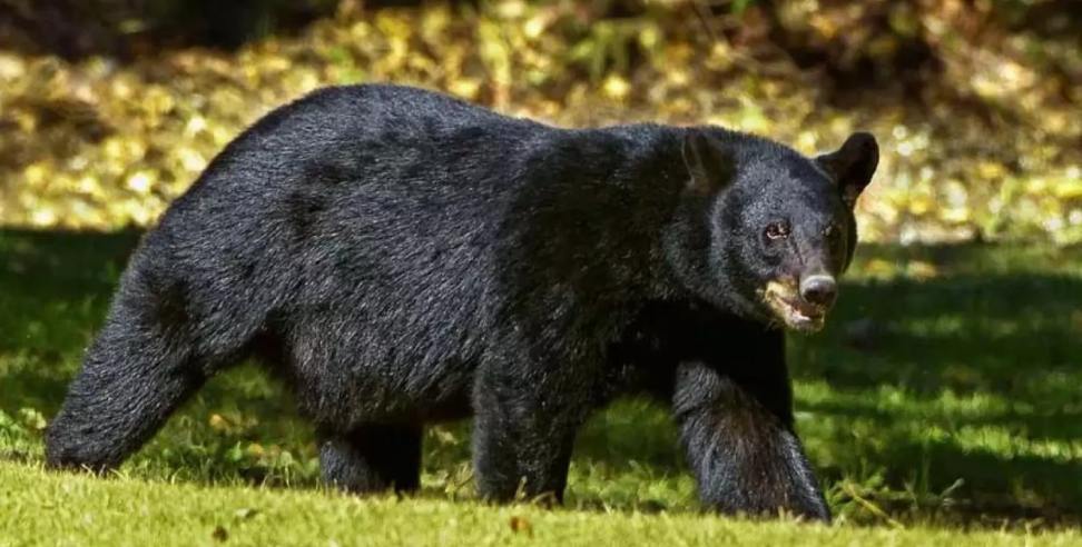 Rudraprayag Bear Attack News: Bear Attack in Rudraprayag Injures 60-Year-Old Woman