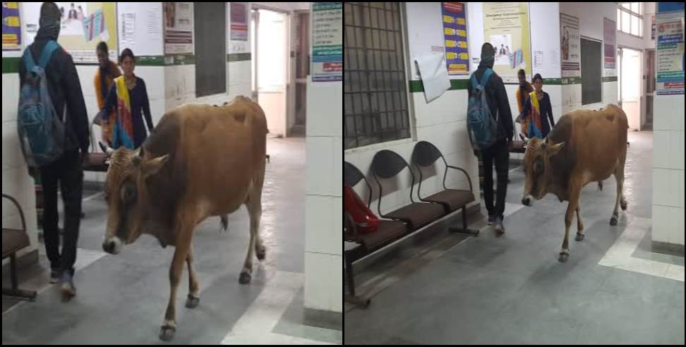 Bageshwar News: Bull in OPD of Bageshwar Hospital
