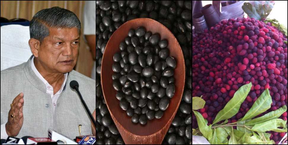 Harish rawat kafal: Harish rawat speaks about Kafal Kala bhatt and cm