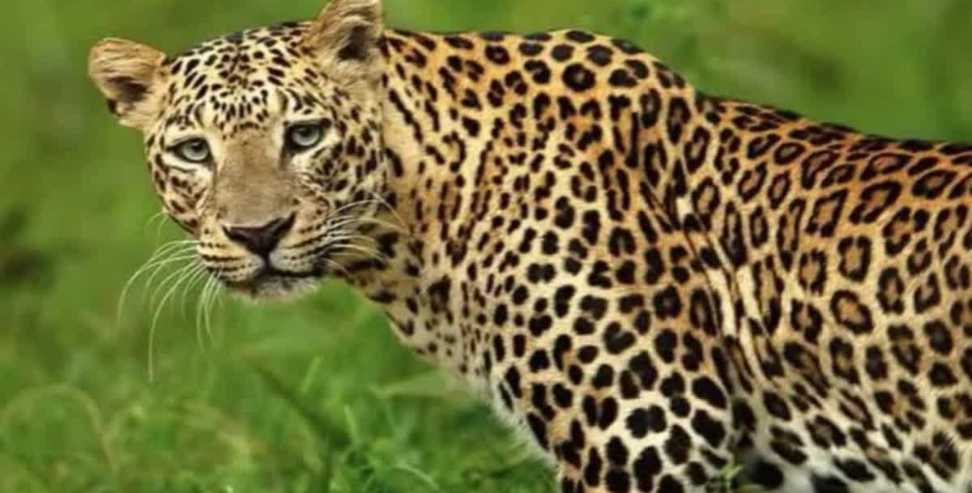 Leopard Attacks Woman in Uttarakhand Village