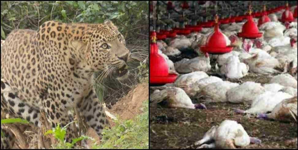 Pithoragarh Leopard attacks: Leopard attacks poultry farm in pithoragarh