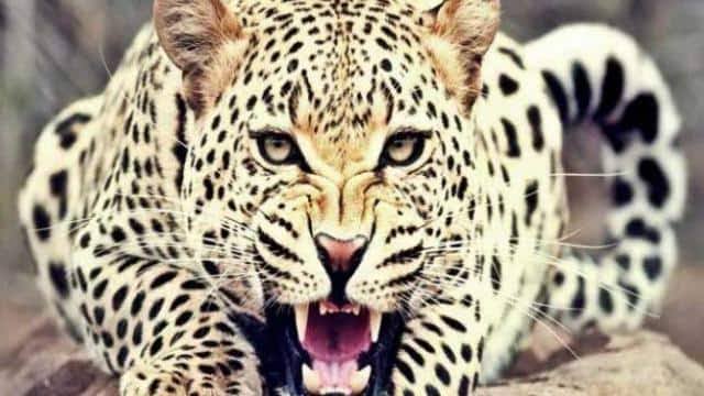 Guldaar attack pauri : Women injured in leopard attack in kotdwar