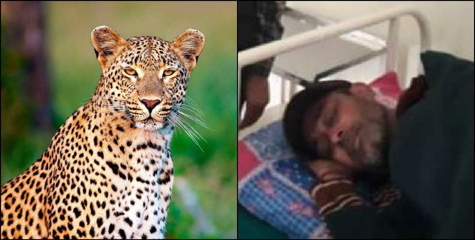 pauri garhwal: Youth fought with leopard in pauri garhwal