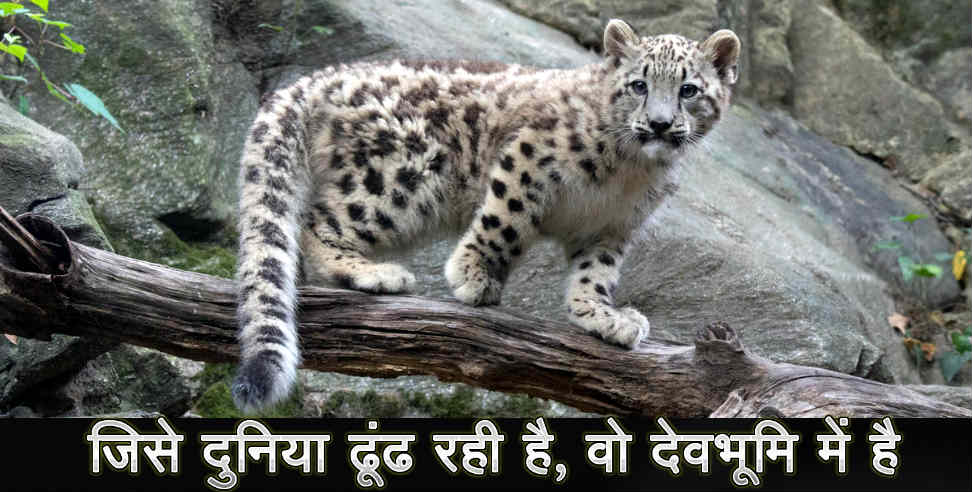 उत्तराखंड न्यूज: snow leopard in Nellong Valley uttarkashi uttarakhand