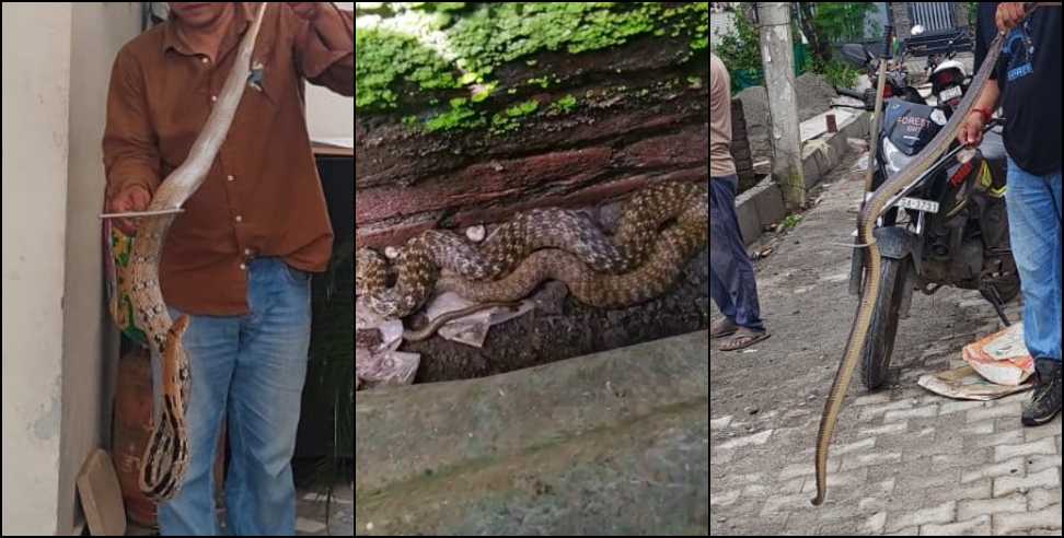 Dehradun Snake News 2026: Dehradun Snake News 542 Snakes Rescued 112 Venomous in 2026