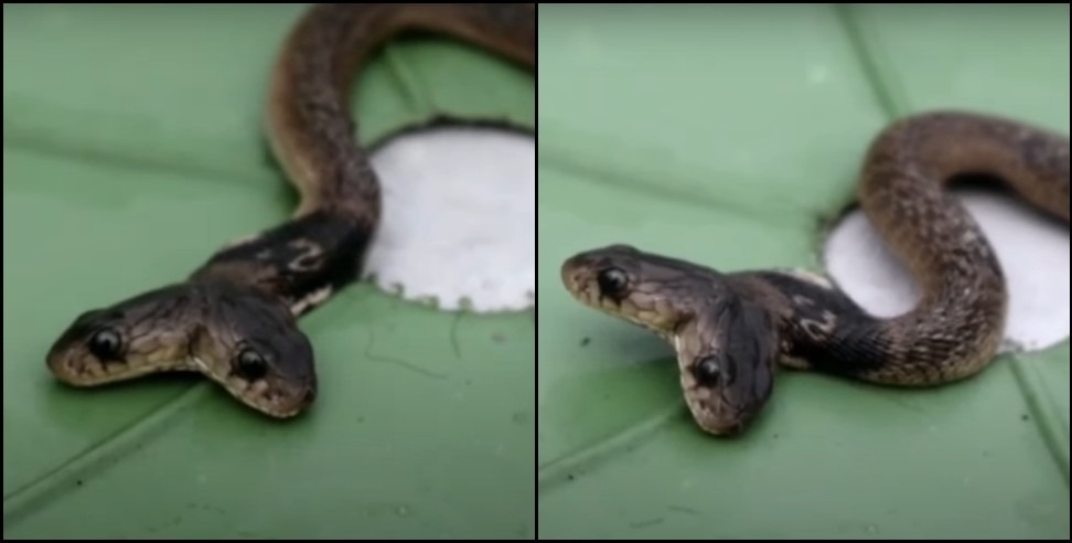 Speckled Cobra Dehradun: Rare spectacled cobra spotted in Dehradun