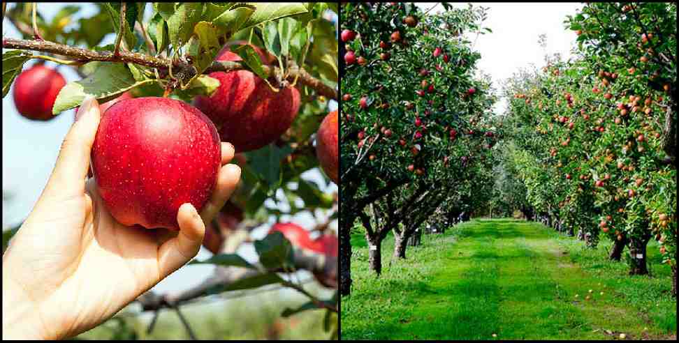 Pauri Garhwal News: Coca cola company will make apple orchards in Pauri Garhwal