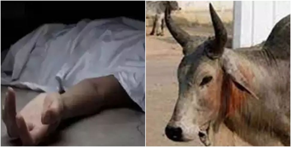 सांड की टक्कर से मृत्यु: Young Man Fatally Struck By Bull in Lal Kuan And Another Critically Injured