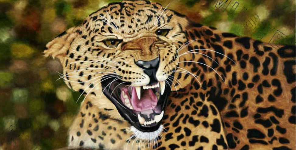 Nainital News: Leopard fear in Nainital