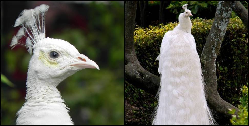 uttarakhand white peacock: White Peacock in Nainital Corbett Park