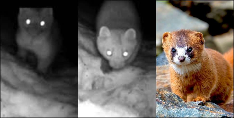 Rare Himalayan weasel: Rare Himalayan Weasel Captured on Camera in Gangotri National Park