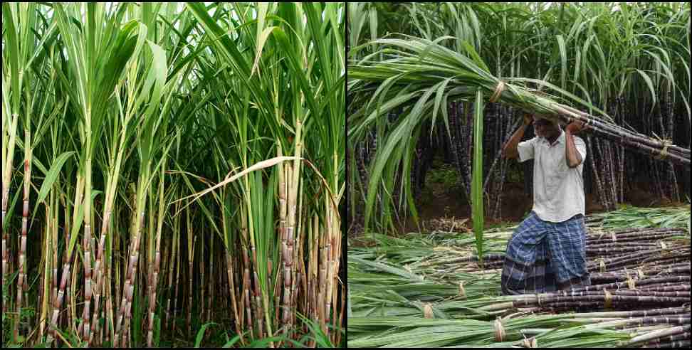 Uttarakhand Sugarcane Farming: Sugarcane Farming in Chamoli Rudraprayag Pithoragarh