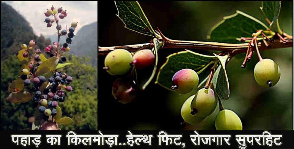 उत्तराखंड न्यूज: Benefits of kilmora uttarakhand